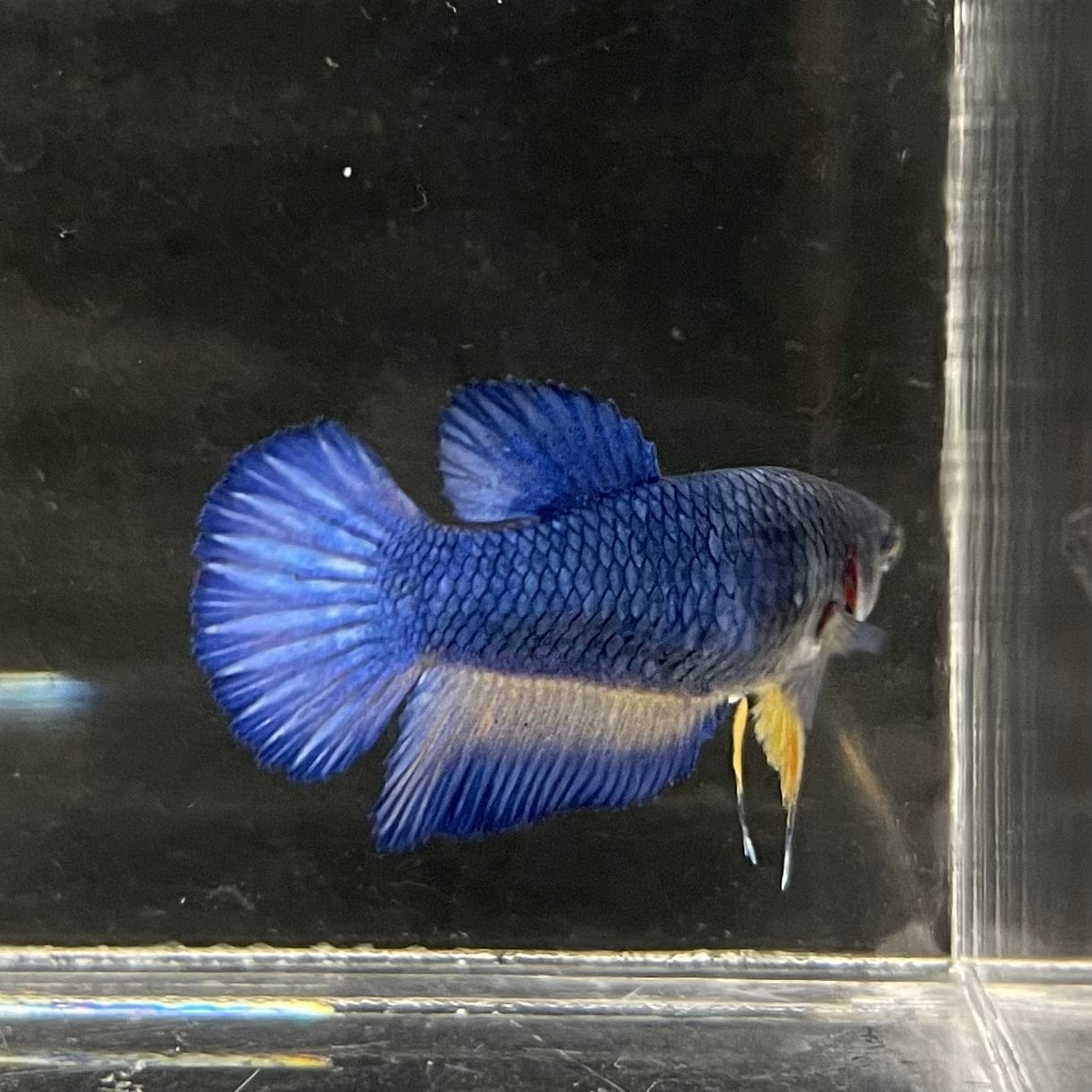 the-fish-farm Female Betta Female Betta - One Only - C Choose your own Female Betta at The Fish Farm Australia