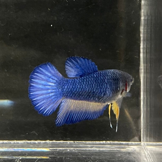 the-fish-farm Female Betta Female Betta - One Only - C Choose your own Female Betta at The Fish Farm Australia