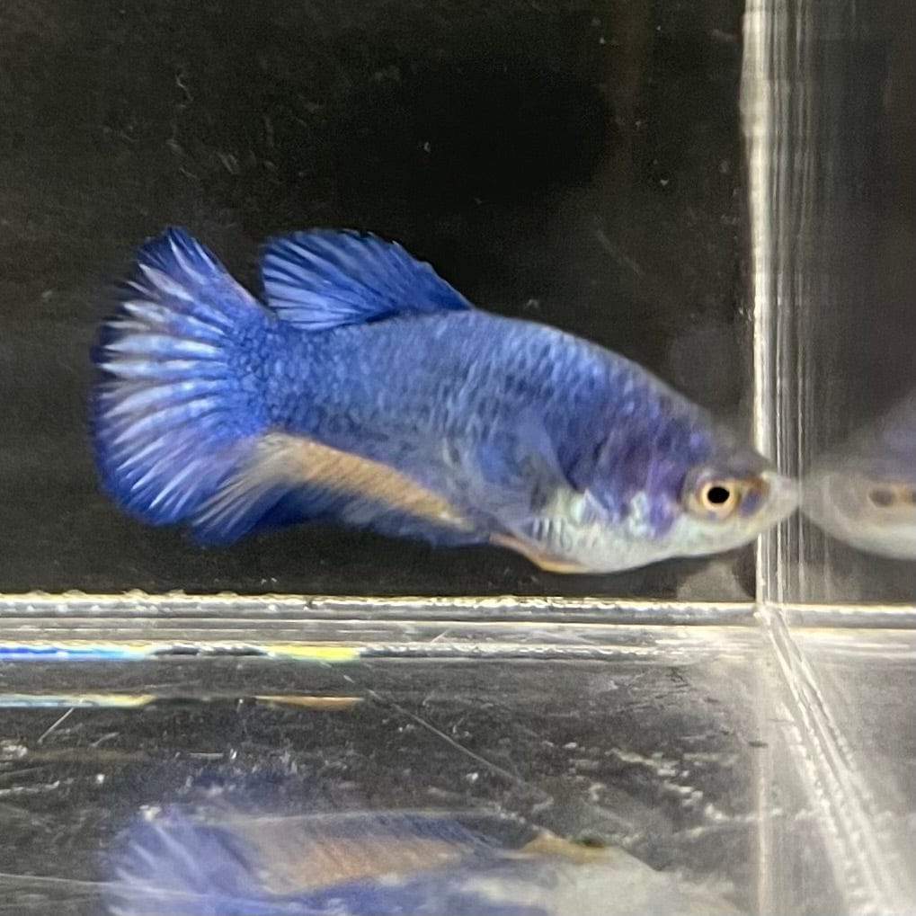 the-fish-farm Female Betta Female Betta - One Only - C Choose your own Female Betta at The Fish Farm Australia