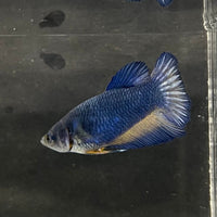 the-fish-farm Female Betta Female Betta - One Only - C Choose your own Female Betta at The Fish Farm Australia