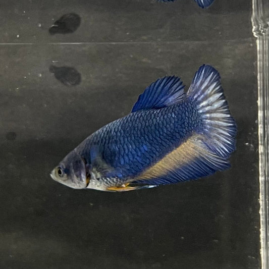 the-fish-farm Female Betta Female Betta - One Only - C Choose your own Female Betta at The Fish Farm Australia