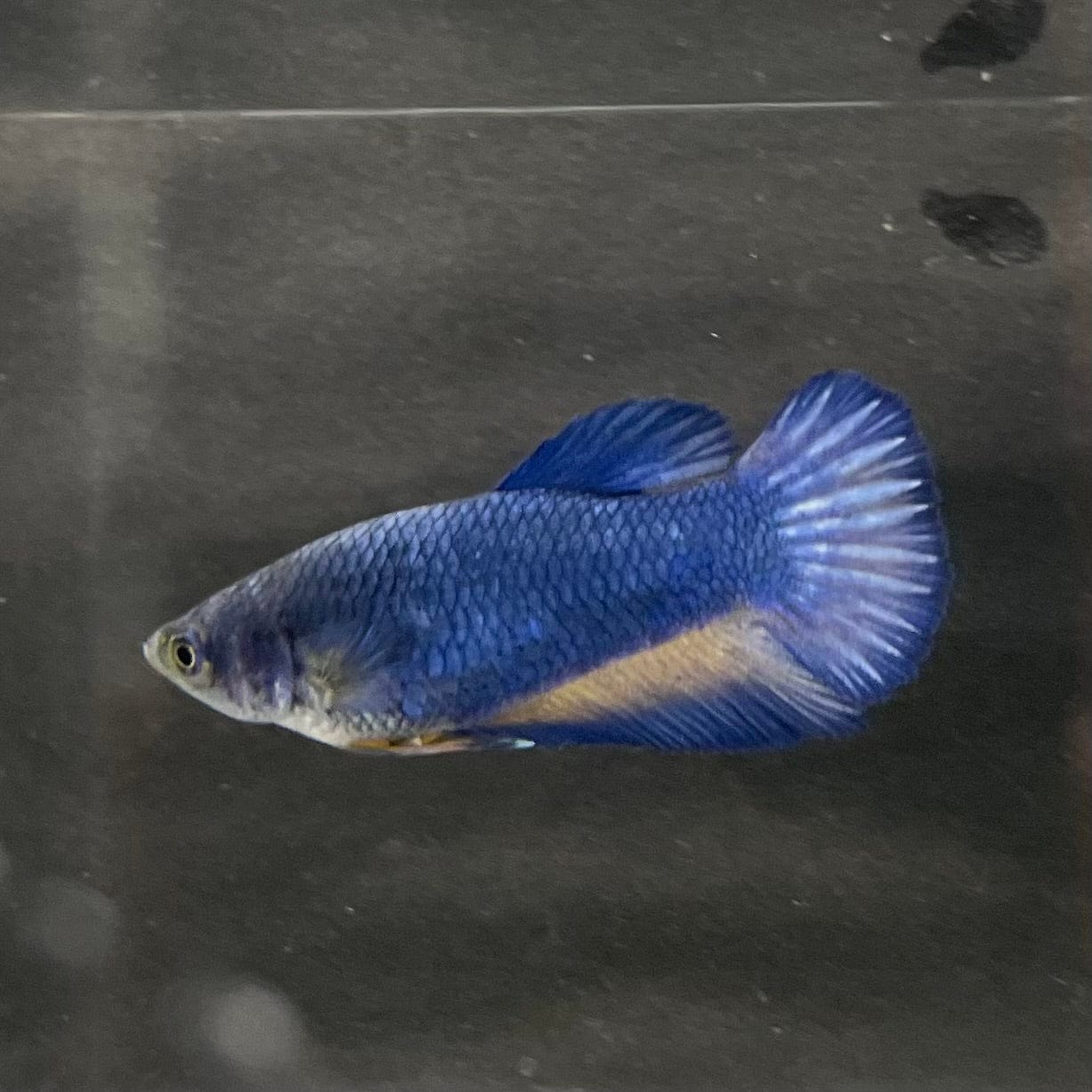 the-fish-farm Female Betta Female Betta - One Only - C Choose your own Female Betta at The Fish Farm Australia