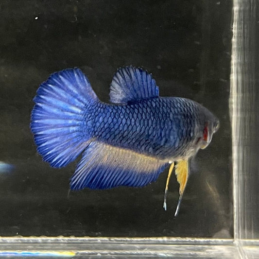 the-fish-farm Female Betta Female Betta - One Only - C Choose your own Female Betta at The Fish Farm Australia