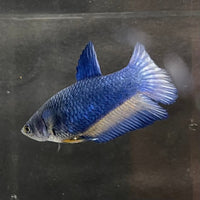 the-fish-farm Female Betta Female Betta - One Only - C Choose your own Female Betta at The Fish Farm Australia