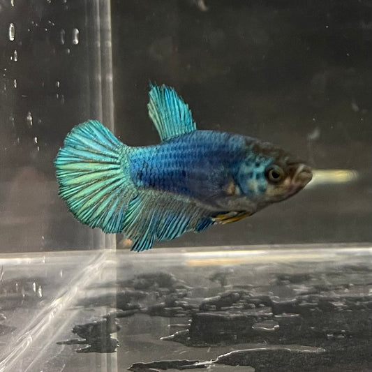 the-fish-farm Female Betta Female Betta - One Only - C Choose your own Female Betta at The Fish Farm Australia