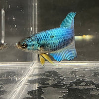 the-fish-farm Female Betta Female Betta - One Only - C Choose your own Female Betta at The Fish Farm Australia