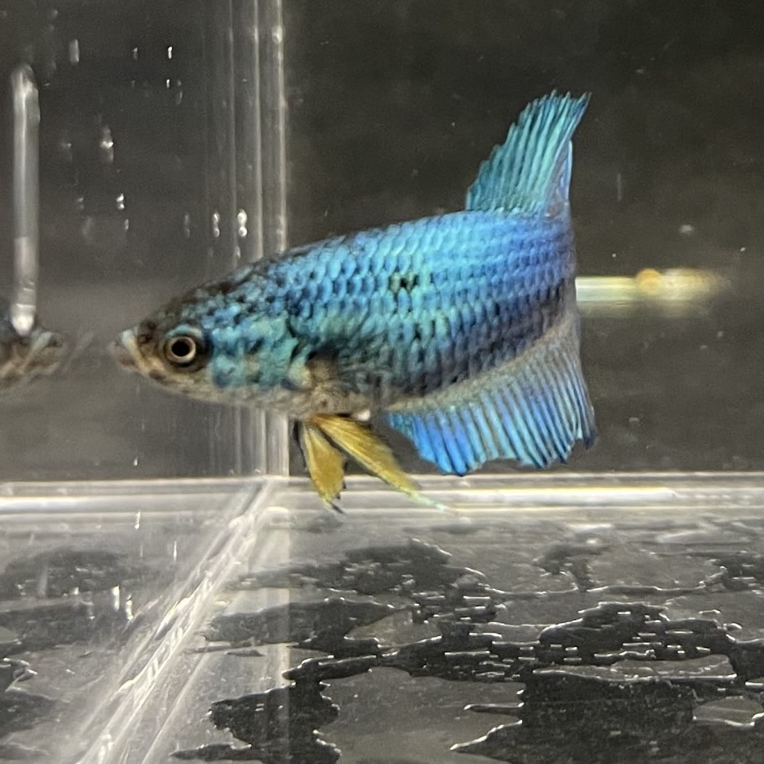 the-fish-farm Female Betta Female Betta - One Only - C Choose your own Female Betta at The Fish Farm Australia