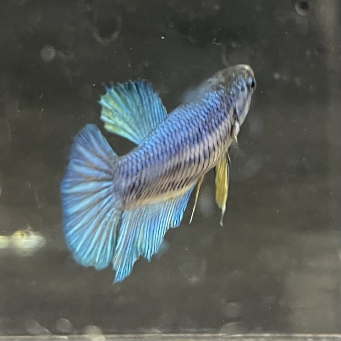 the-fish-farm Female Betta Female Betta - One Only - C Choose your own Female Betta at The Fish Farm Australia