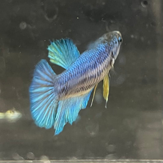 the-fish-farm Female Betta Female Betta - One Only - C Choose your own Female Betta at The Fish Farm Australia