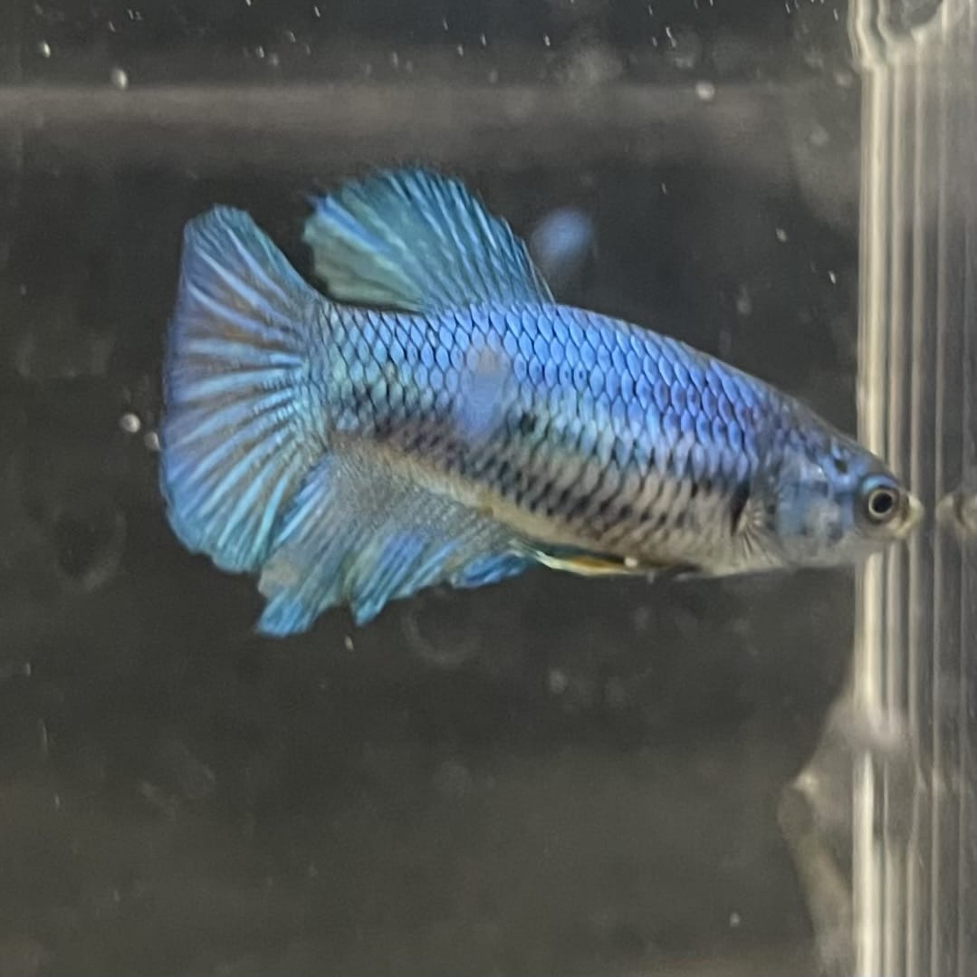 the-fish-farm Female Betta Female Betta - One Only - C Choose your own Female Betta at The Fish Farm Australia