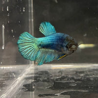 the-fish-farm Female Betta Female Betta - One Only - C Choose your own Female Betta at The Fish Farm Australia
