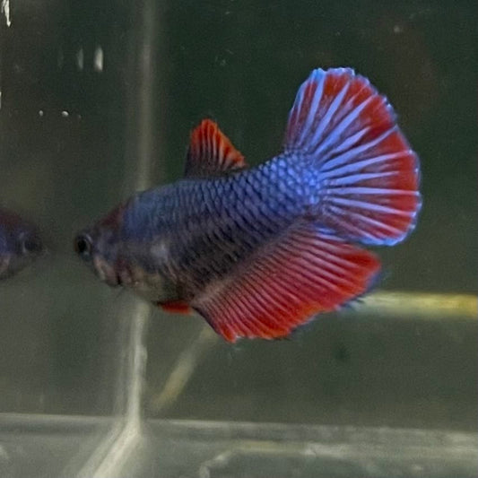 the-fish-farm Female Betta Female Betta - One Only - C Choose your own Female Betta at The Fish Farm Australia