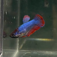 the-fish-farm Female Betta Female Betta - One Only - C Choose your own Female Betta at The Fish Farm Australia