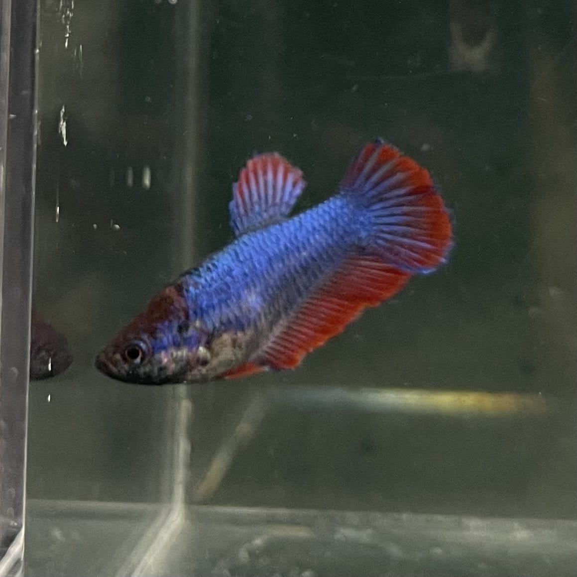 the-fish-farm Female Betta Female Betta - One Only - C Choose your own Female Betta at The Fish Farm Australia