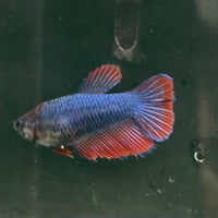the-fish-farm Female Betta Female Betta - One Only - C Choose your own Female Betta at The Fish Farm Australia