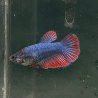 the-fish-farm Female Betta Female Betta - One Only - C Choose your own Female Betta at The Fish Farm Australia