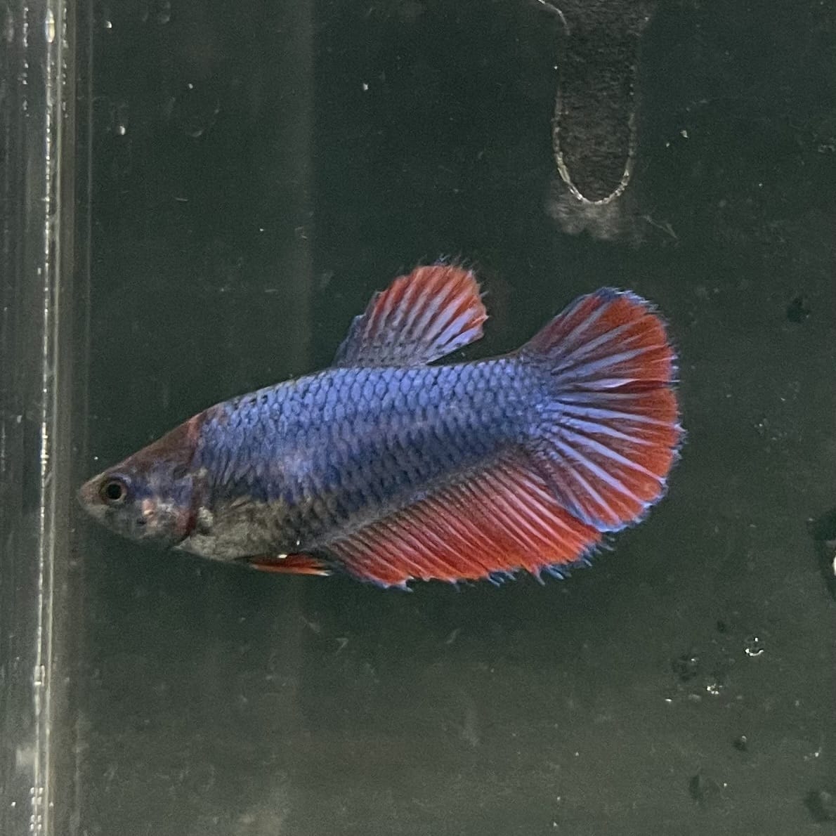 the-fish-farm Female Betta Female Betta - One Only - C Choose your own Female Betta at The Fish Farm Australia