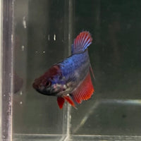 the-fish-farm Female Betta Female Betta - One Only - C Choose your own Female Betta at The Fish Farm Australia