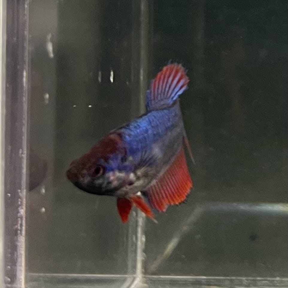 the-fish-farm Female Betta Female Betta - One Only - C Choose your own Female Betta at The Fish Farm Australia