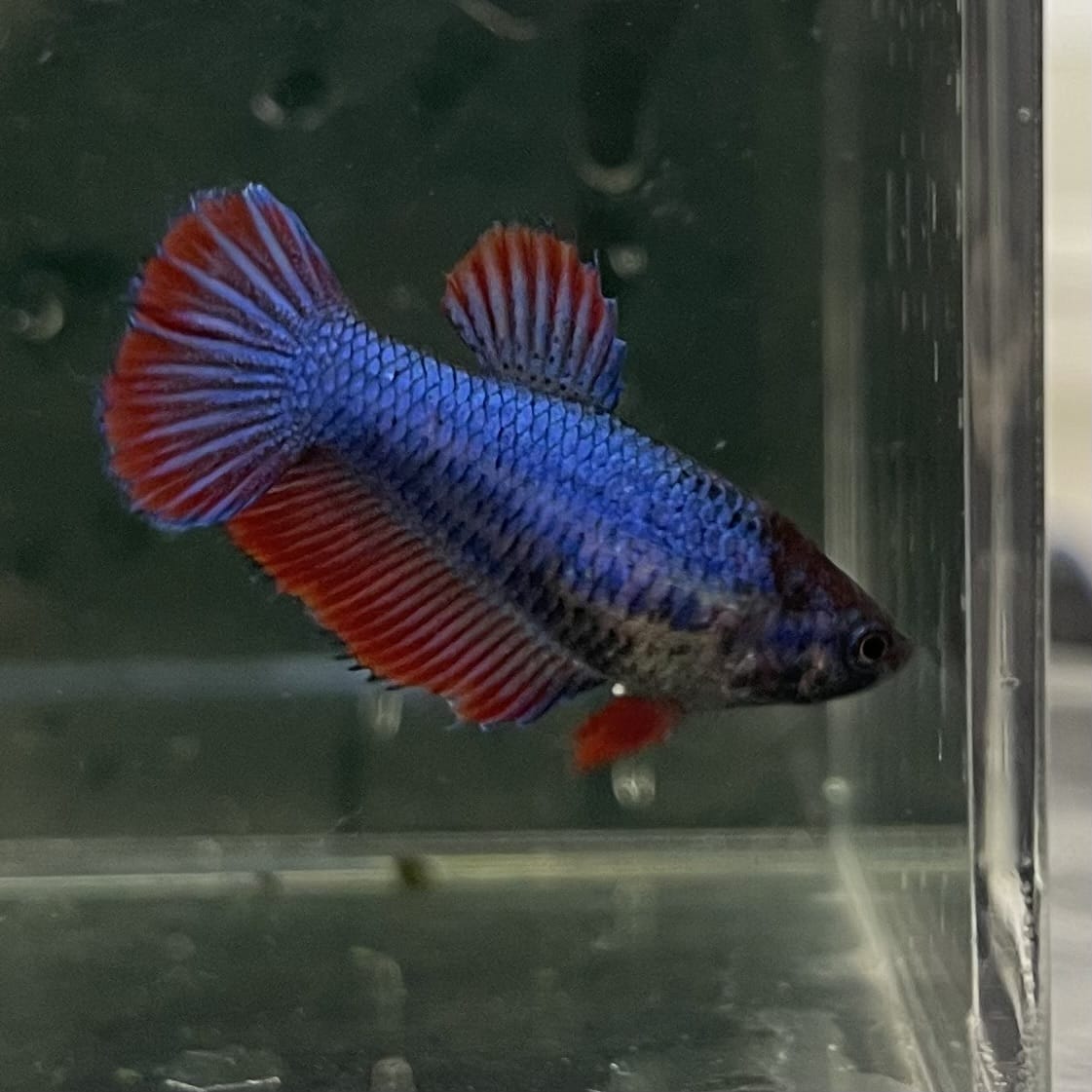 the-fish-farm Female Betta Female Betta - One Only - C Choose your own Female Betta at The Fish Farm Australia