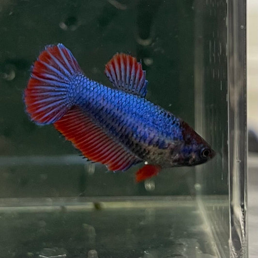 the-fish-farm Female Betta Female Betta - One Only - C Choose your own Female Betta at The Fish Farm Australia