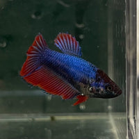 the-fish-farm Female Betta Female Betta - One Only - C Choose your own Female Betta at The Fish Farm Australia