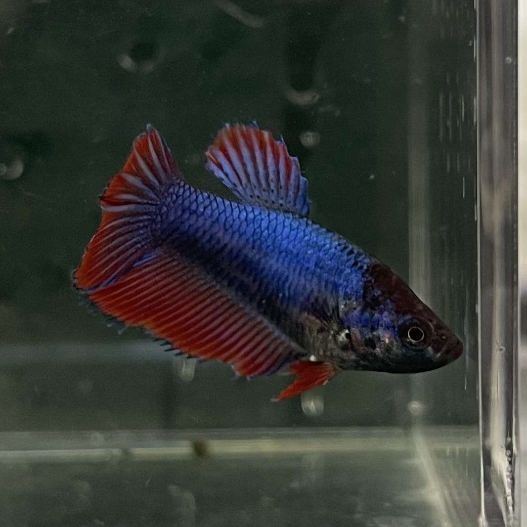 the-fish-farm Female Betta Female Betta - One Only - C Choose your own Female Betta at The Fish Farm Australia