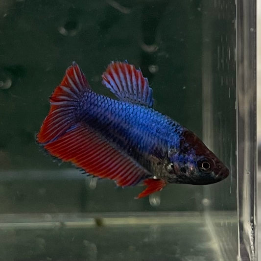 the-fish-farm Female Betta Female Betta - One Only - C Choose your own Female Betta at The Fish Farm Australia