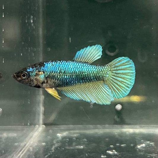the-fish-farm Female Betta Female Betta - One Only - C Choose your own Female Betta at The Fish Farm Australia