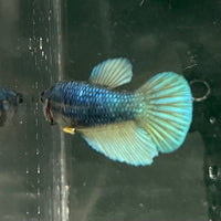 the-fish-farm Female Betta Female Betta - One Only - C Choose your own Female Betta at The Fish Farm Australia