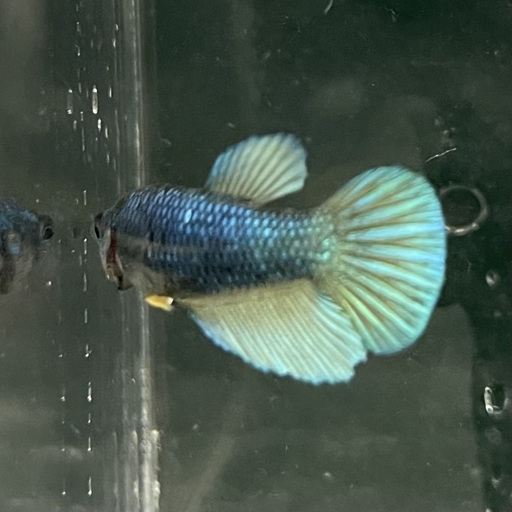 the-fish-farm Female Betta Female Betta - One Only - C Choose your own Female Betta at The Fish Farm Australia