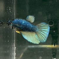 the-fish-farm Female Betta Female Betta - One Only - C Choose your own Female Betta at The Fish Farm Australia
