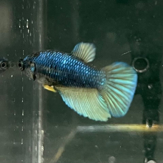 the-fish-farm Female Betta Female Betta - One Only - C Choose your own Female Betta at The Fish Farm Australia