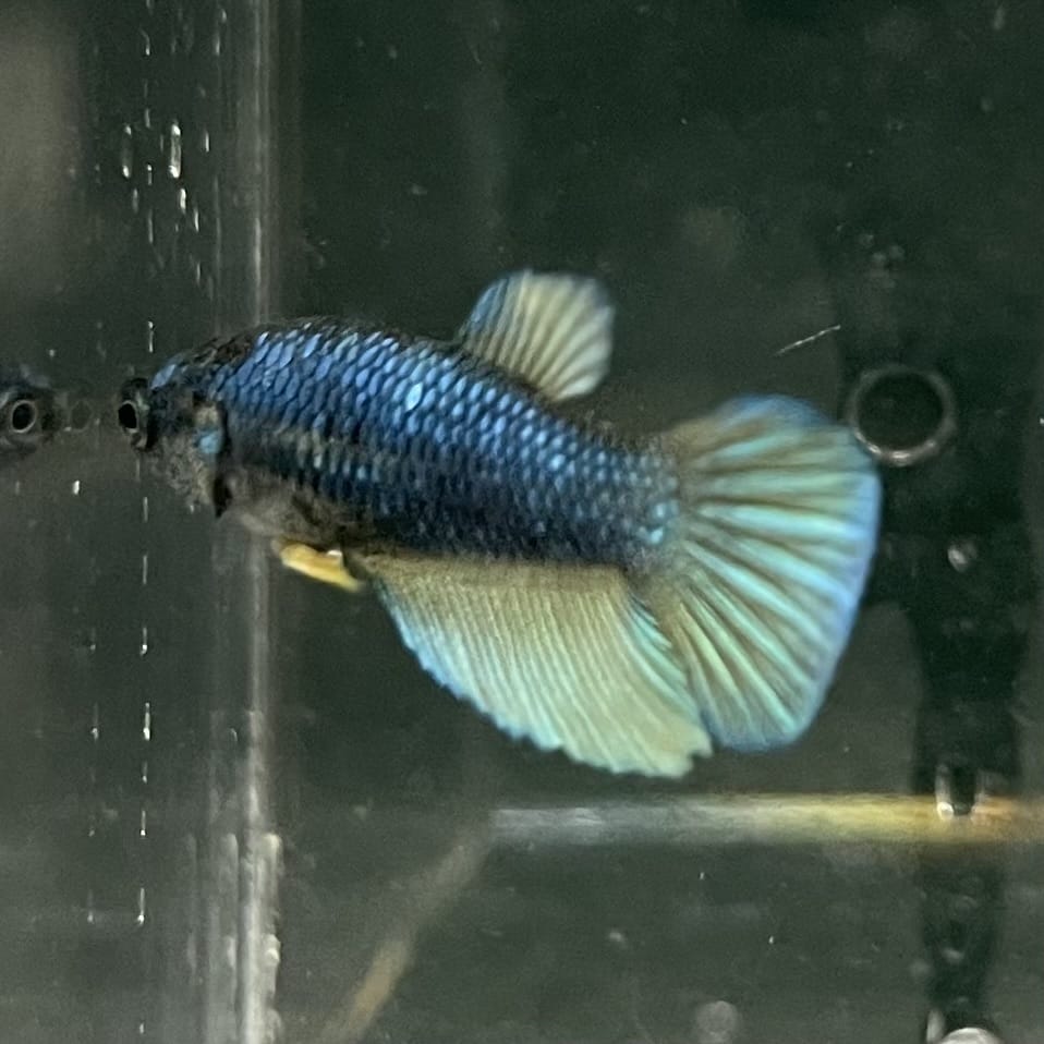 the-fish-farm Female Betta Female Betta - One Only - C Choose your own Female Betta at The Fish Farm Australia