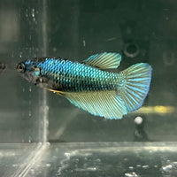 the-fish-farm Female Betta Female Betta - One Only - C Choose your own Female Betta at The Fish Farm Australia