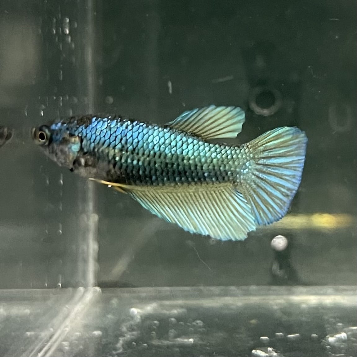 the-fish-farm Female Betta Female Betta - One Only - C Choose your own Female Betta at The Fish Farm Australia