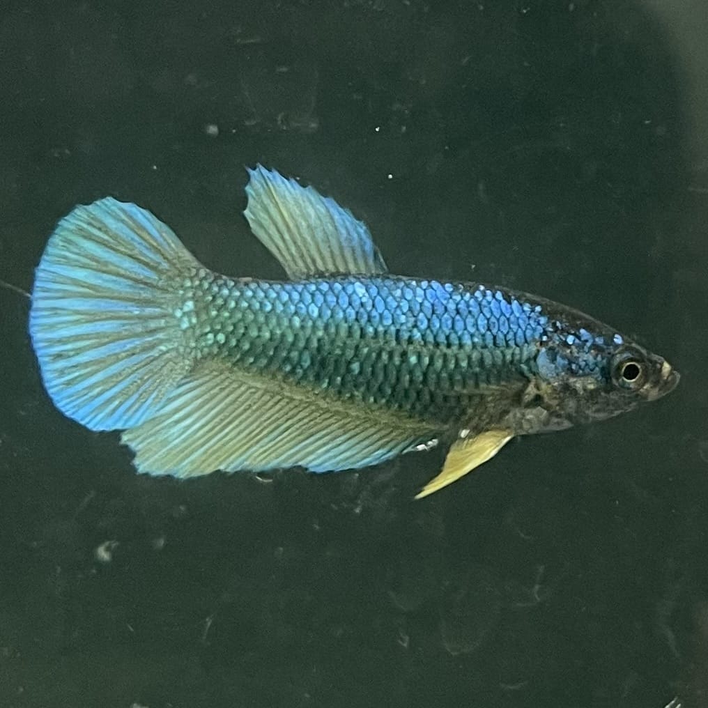 the-fish-farm Female Betta Female Betta - One Only - C Choose your own Female Betta at The Fish Farm Australia