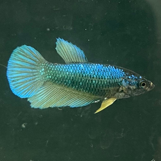 the-fish-farm Female Betta Female Betta - One Only - C Choose your own Female Betta at The Fish Farm Australia