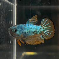 the-fish-farm Female Betta Female Betta - One Only - C Choose your own Female Betta at The Fish Farm Australia