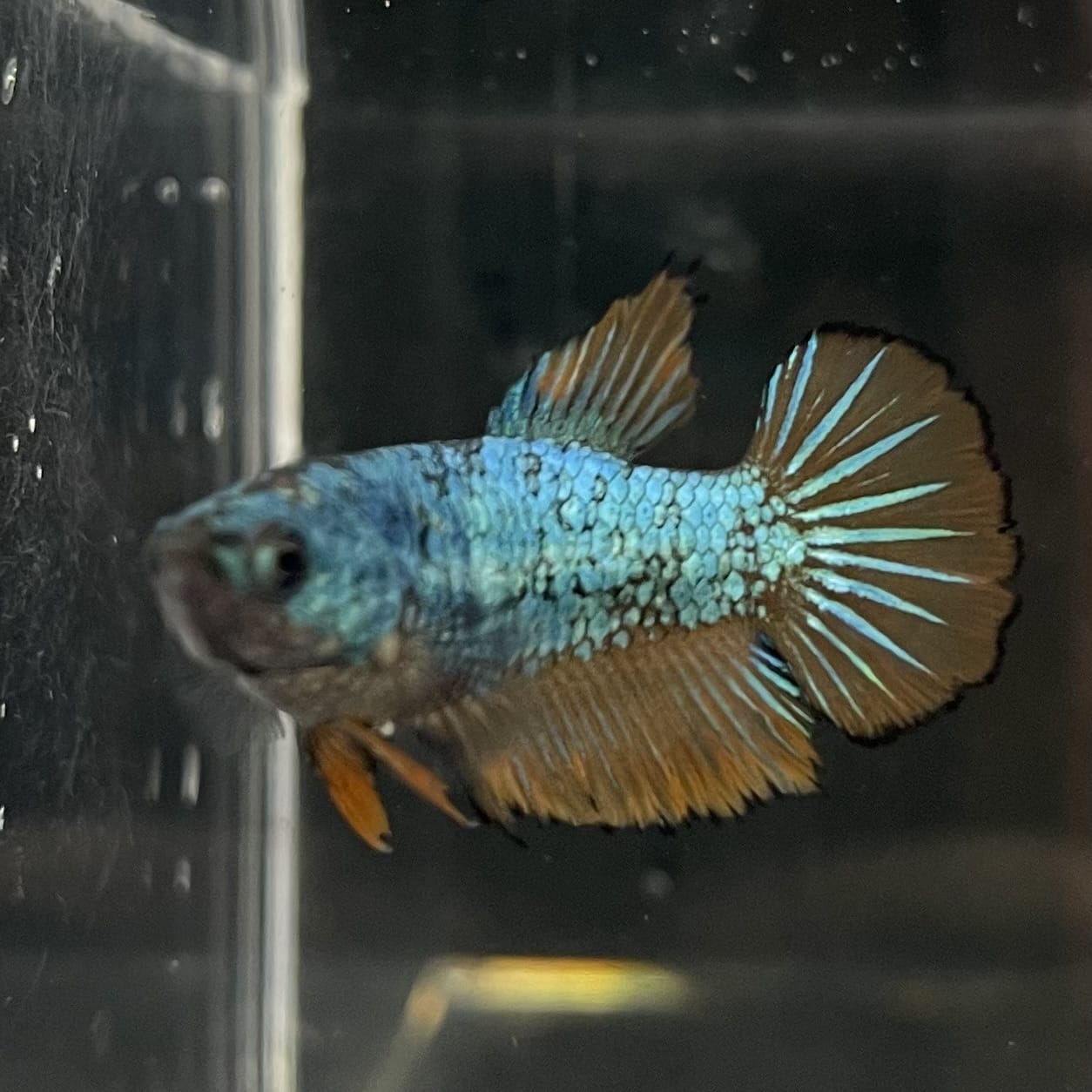 the-fish-farm Female Betta Female Betta - One Only - C Choose your own Female Betta at The Fish Farm Australia