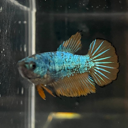 the-fish-farm Female Betta Female Betta - One Only - C Choose your own Female Betta at The Fish Farm Australia