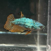 the-fish-farm Female Betta Female Betta - One Only - C Choose your own Female Betta at The Fish Farm Australia