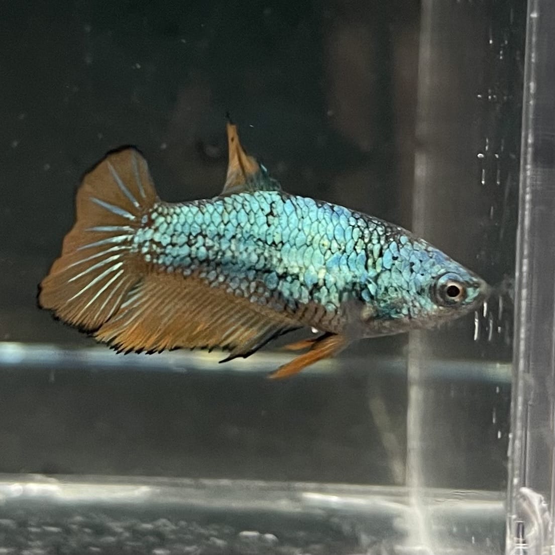 the-fish-farm Female Betta Female Betta - One Only - C Choose your own Female Betta at The Fish Farm Australia