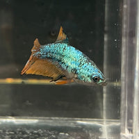 the-fish-farm Female Betta Female Betta - One Only - C Choose your own Female Betta at The Fish Farm Australia
