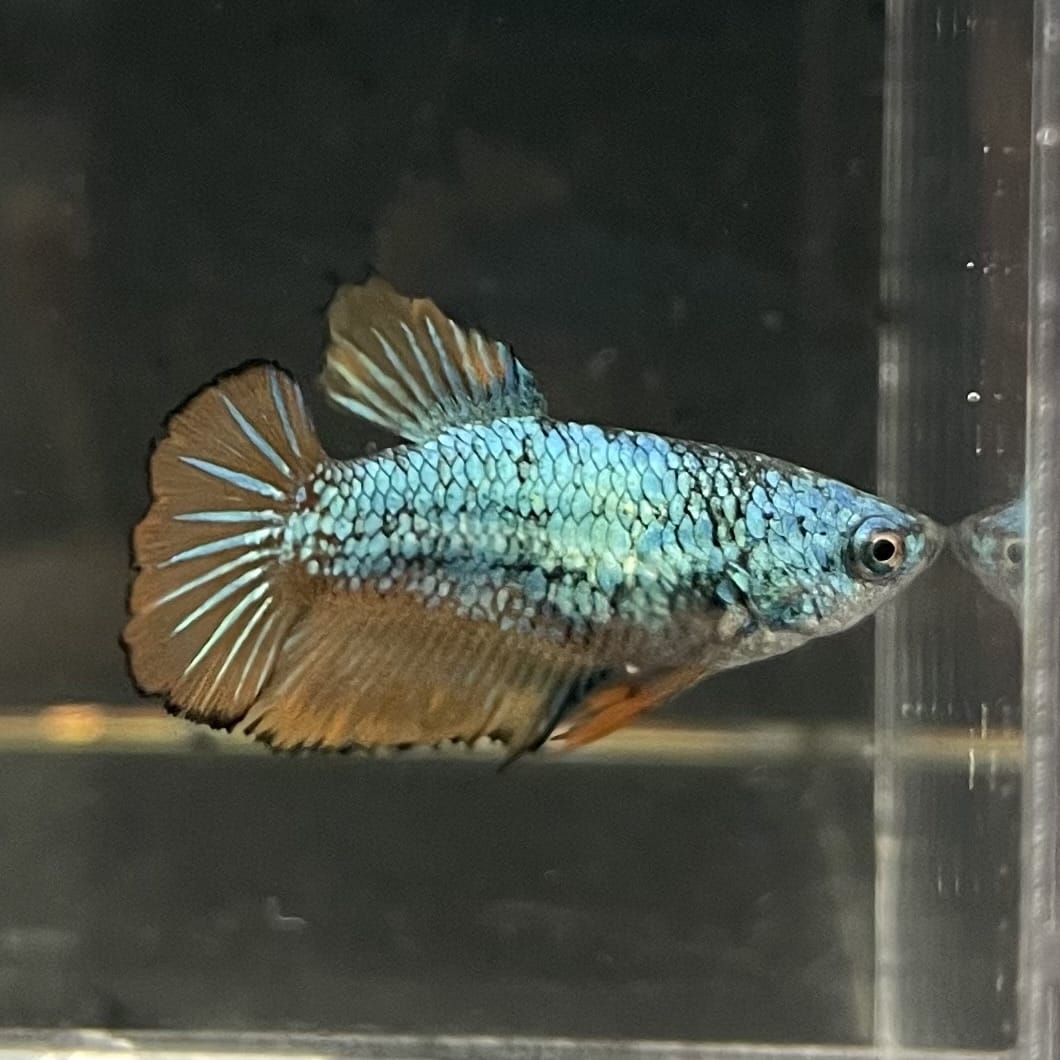 the-fish-farm Female Betta Female Betta - One Only - C Choose your own Female Betta at The Fish Farm Australia
