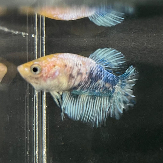 the-fish-farm Female Betta Female Betta - One Only - C Choose your own Female Betta at The Fish Farm Australia
