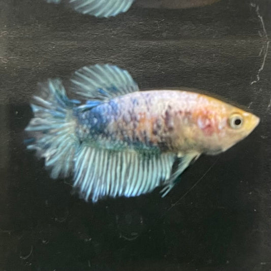 the-fish-farm Female Betta Female Betta - One Only - C Choose your own Female Betta at The Fish Farm Australia