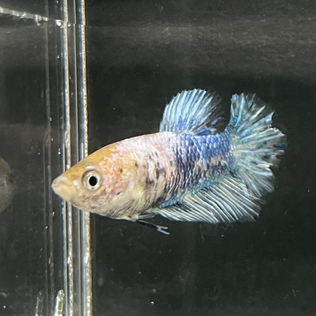 the-fish-farm Female Betta Female Betta - One Only - C Choose your own Female Betta at The Fish Farm Australia
