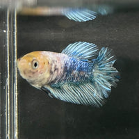 the-fish-farm Female Betta Female Betta - One Only - C Choose your own Female Betta at The Fish Farm Australia