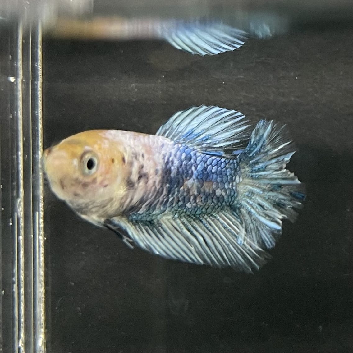 the-fish-farm Female Betta Female Betta - One Only - C Choose your own Female Betta at The Fish Farm Australia